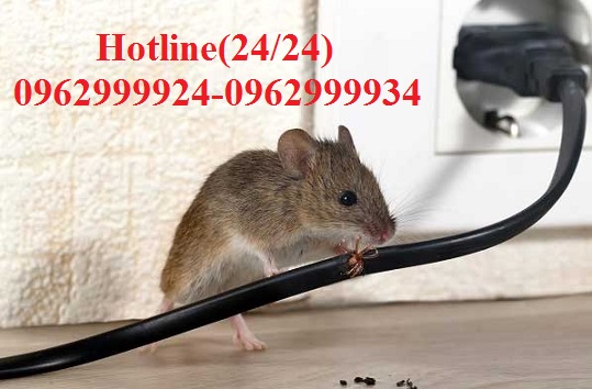 Dịch vụ xử lý chuột tại Quận 1