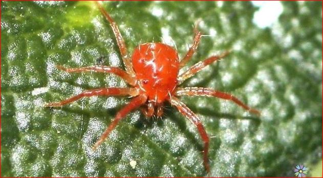 bí quyết diệt nhện đỏ hiệu quả