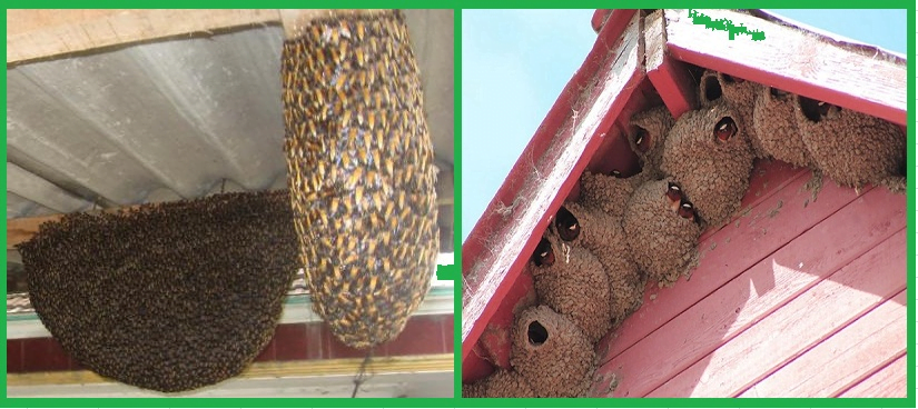 Dịch vụ bắt ong tại Bắc Ninh