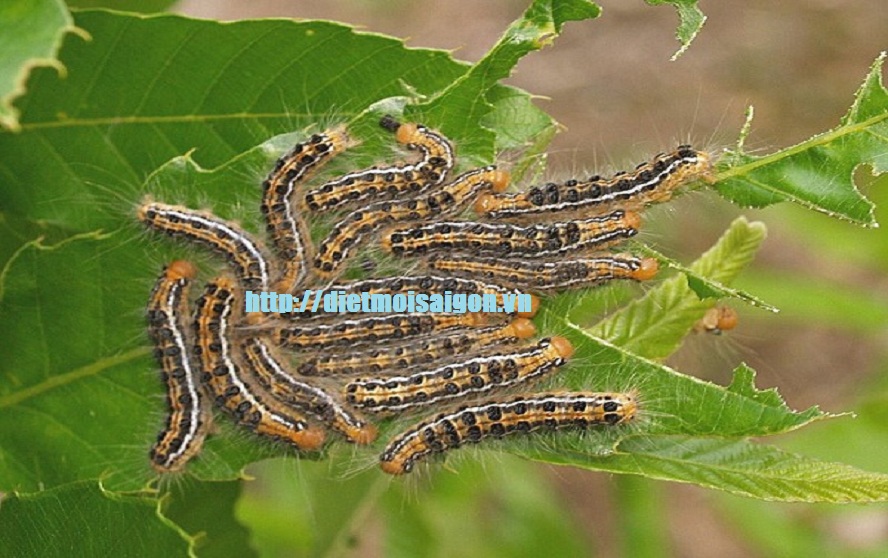 Nhận phun thuốc diệt sâu tại nhà giá rẻ | Sâu Róm - Sâu Lông - Sâu Lá
