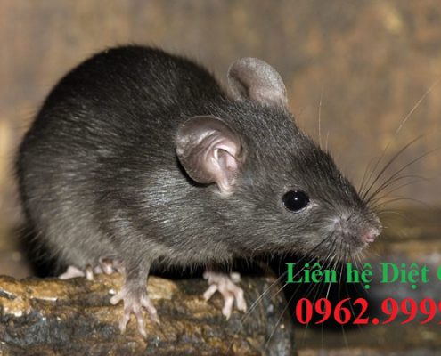 Dịch vụ diệt chuột hàng đầu Hưng Yên