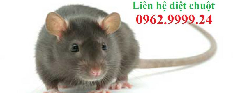 Dịch vụ diệt chuột thủ đô Hà Nội