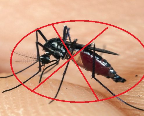 Phun diệt muỗi Bình Phước