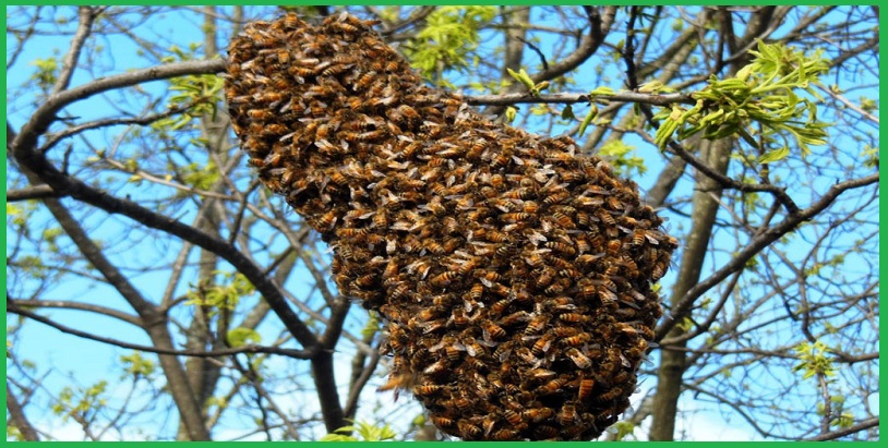 Dịch vụ bắt ong tốt nhất TP.HCM