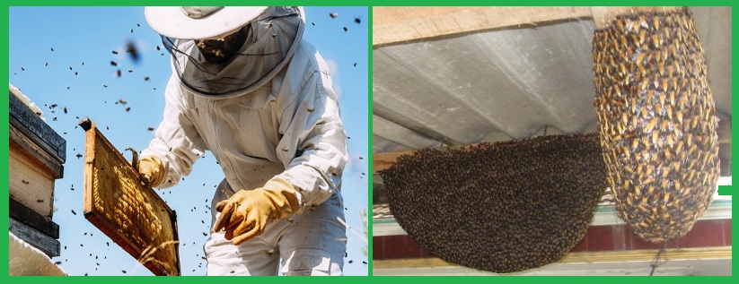 Trung tâm diệt ong hiệu quả Đồng Nai