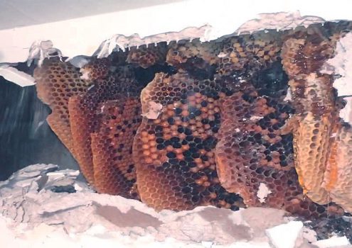 Trung tâm diệt ong hiệu quả Đồng Nai